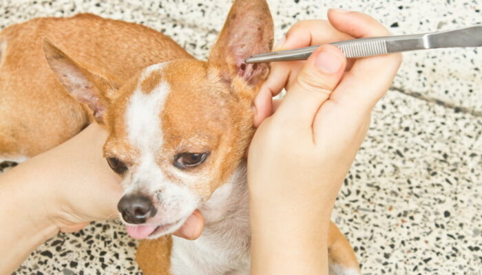5 home remedies to prevent flea and tick infestation